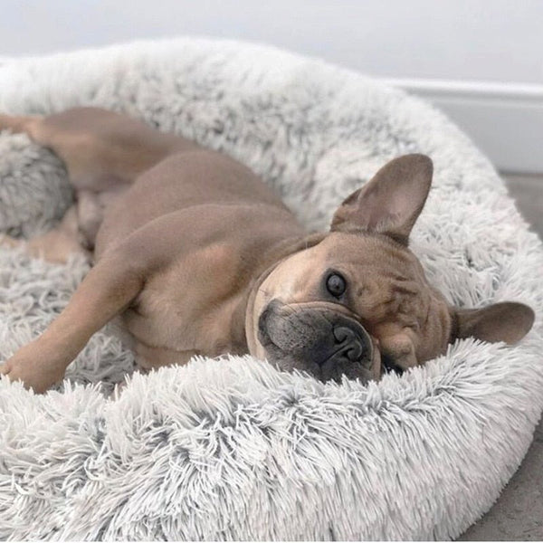 Benefits of Dog Bed - Wiggleez