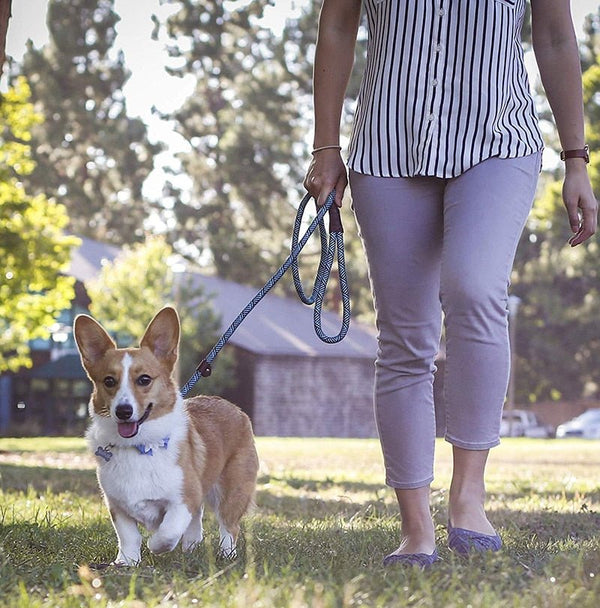 2 In 1 Reflective Adjustable Slip Rope Dog Leash-Wiggleez-White-S - 1.2M-Wiggleez