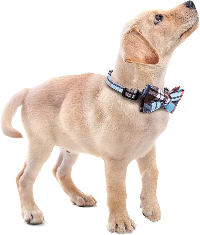 Adjustable Dog Cat Bow Tie-Wiggleez-Orange-Wiggleez