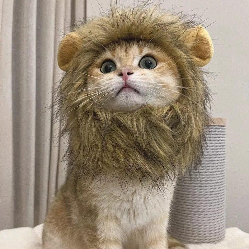 Cute Lion Wig for Cat and Small dogs-Wiggleez-Gray-S-Wiggleez