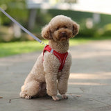 Adjustable Outdoor Dog Harness Leash Set for Small Dogs-Wiggleez-black-XXS 1-2 kg-Wiggleez