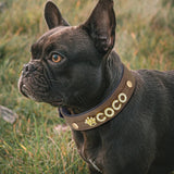 Customized Personalized Leather Engraved Dog Collar-Wiggleez-Brown-L-Wiggleez